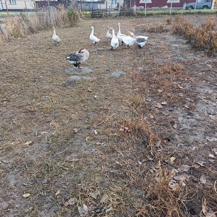 De vanzare gaste rate pekin rate mute pentru detalii in privat