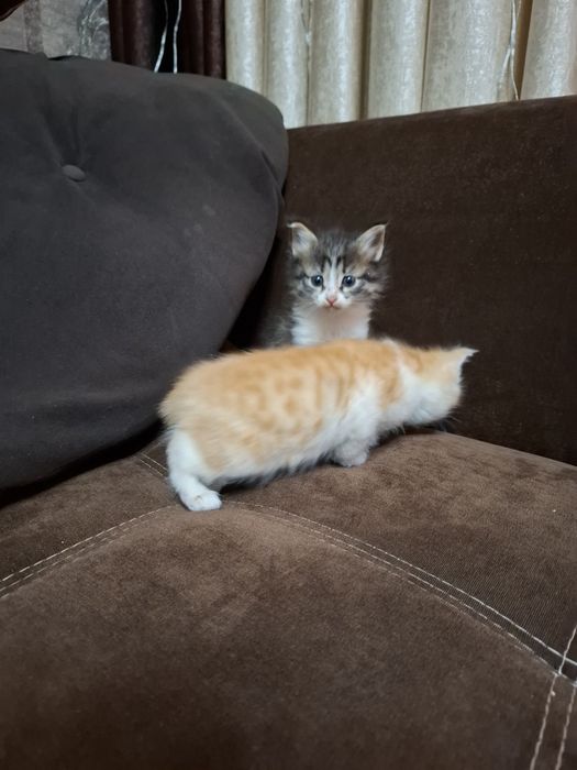 Домашние котята бесплатно