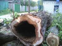 Услуги по спиливанию аварийных деревьев на дрова. Сергей*