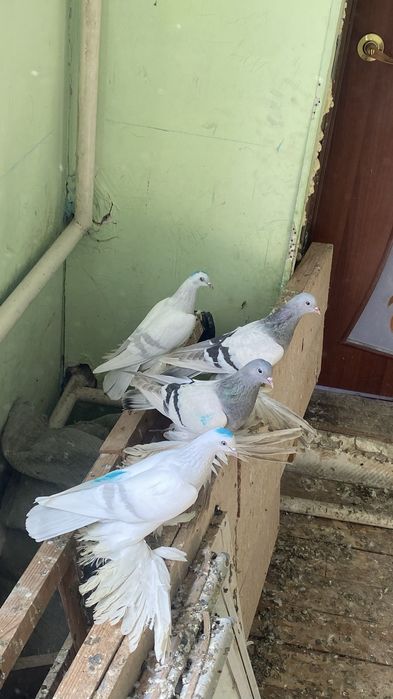 Птицы  көгершін а