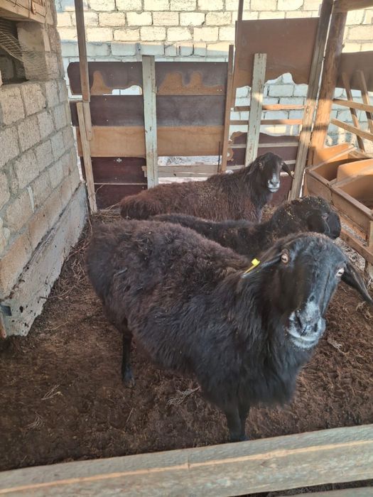 Койлар сатылады семиз