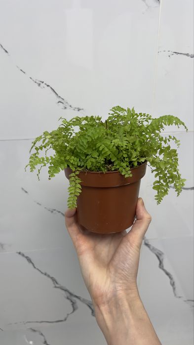 Продам папоротник Нефролепис