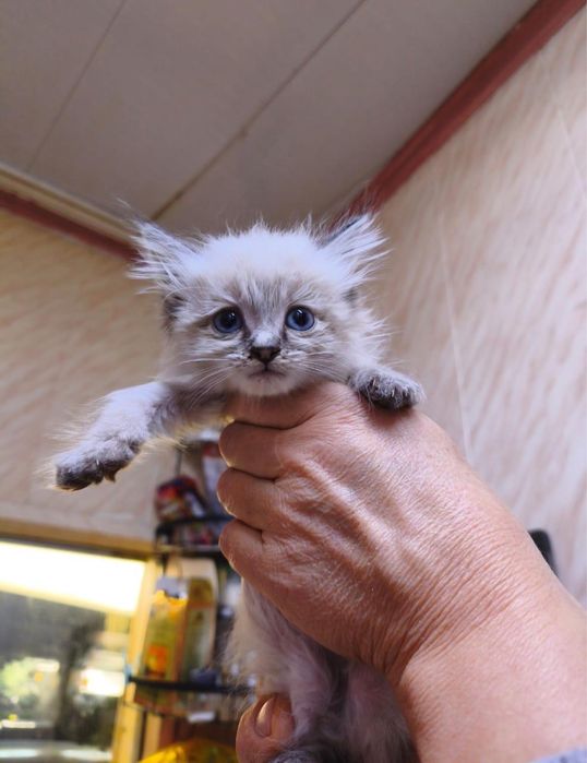 9 котят с мусорки ищут дом