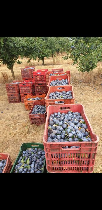 Prune de excepție pentru băuturi tradiționale spirtoase foarte coapte!