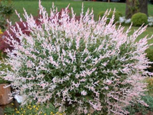 Пъстролистна Японска върба (Храстовидна)