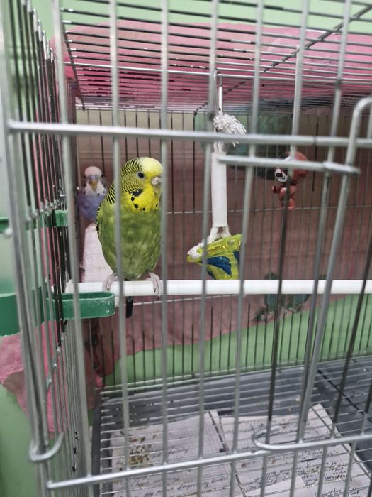 Продам папугай месте решоткой