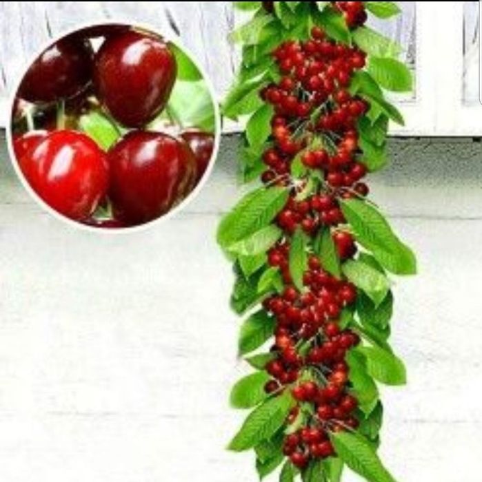 Pomi Fructiferi Columnari