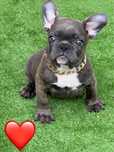 Mascul buldog francez blue