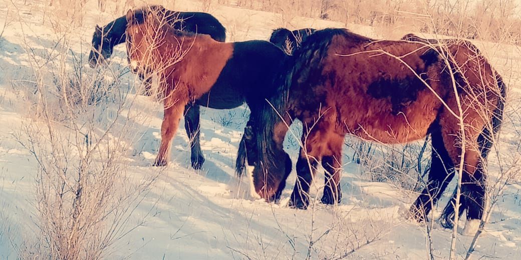 Продам лошадь с жеребёнком