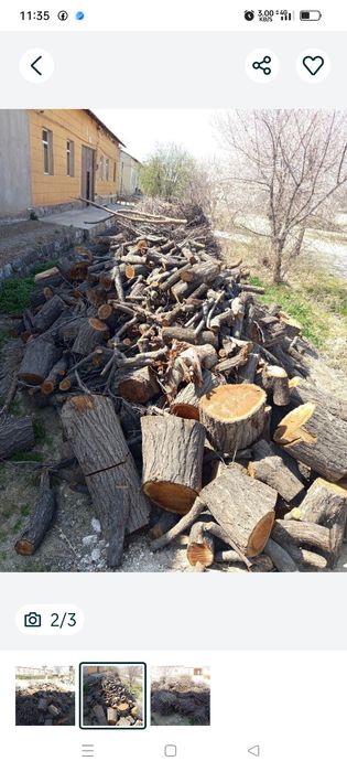 Oʻtinlar, Oʻrik daraxti