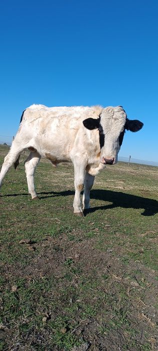 Vând viței de tăiat 20kg