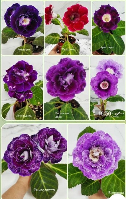 Укоренные листочки глоксиний.