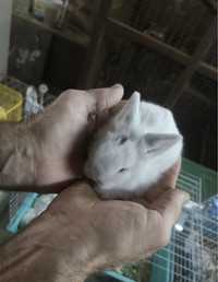 Продам декоративных маленьких кроликов карликовых пород