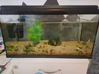 Acvariu pesti 100 L