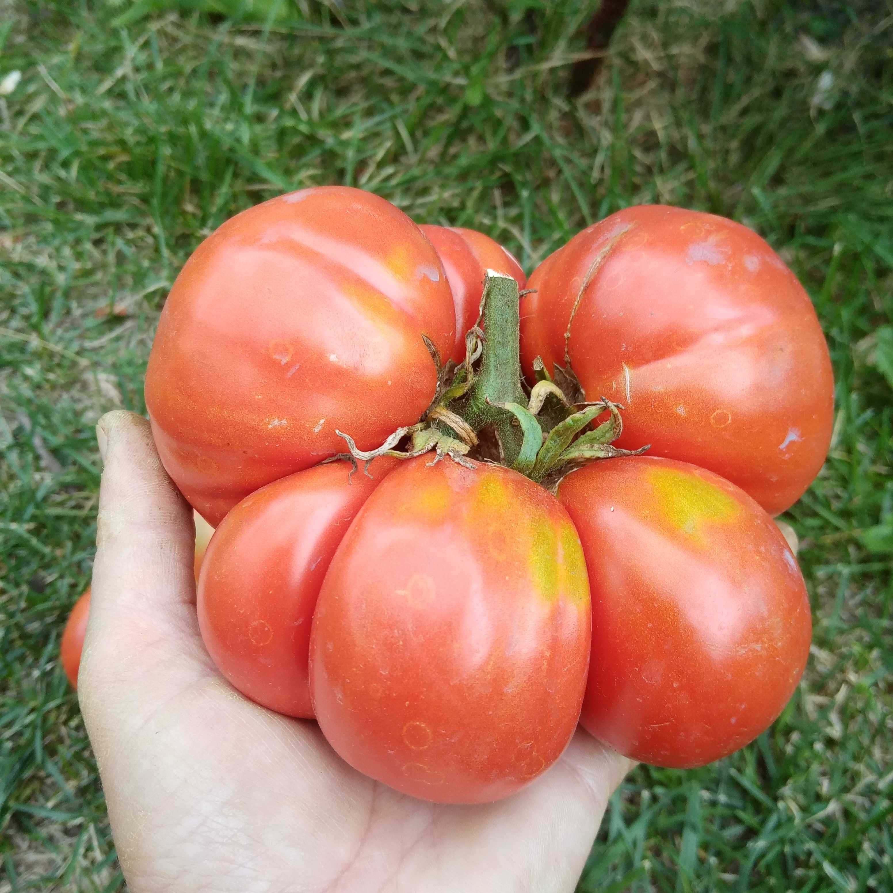 seminte de rosii traditionale ( tomate traditionale )