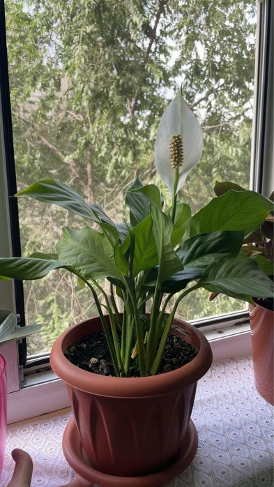 Женское счастье