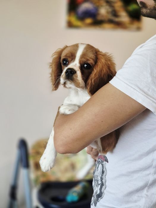 Cavalier king charles spaniel