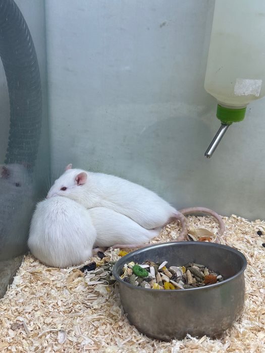 Бели плъхове мъжки и женски