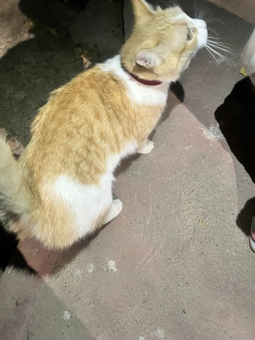 Chiroyli aqlli o’gil bola mushugi hadyaga beriladi