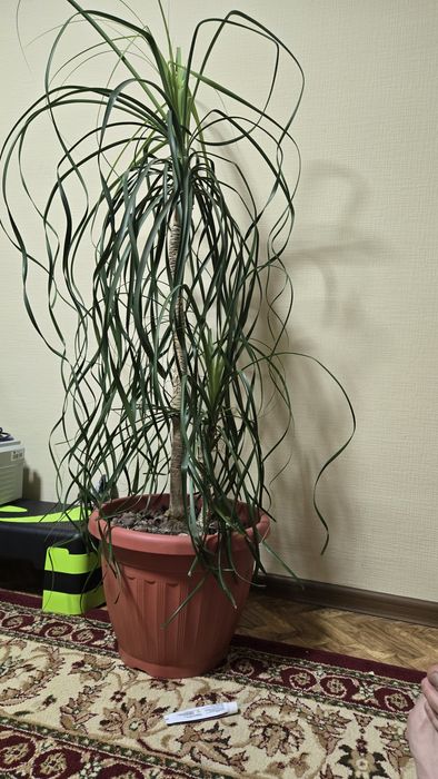 Комнатные растения, для офиса в премиальных горшках.