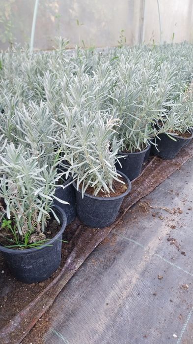 Lavandă  la ghiveci
