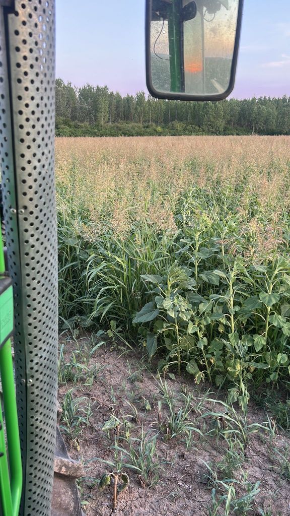 Vând baloti lupoaie floare soarelui