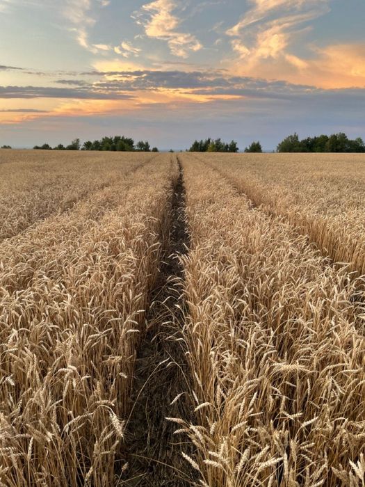 Пшеница по оптовой