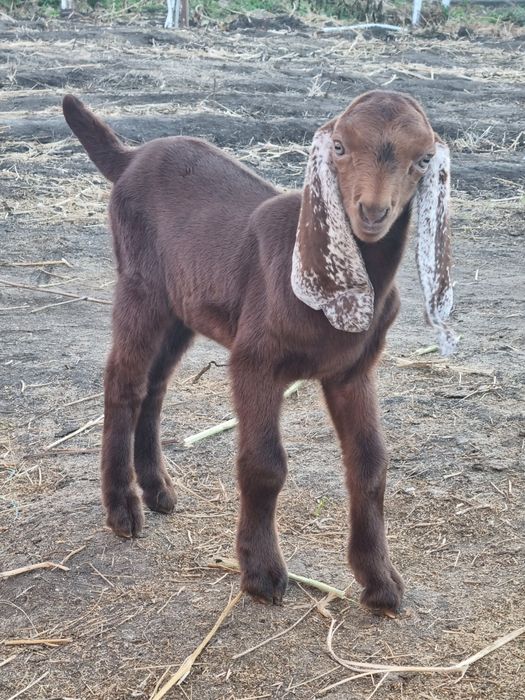 Продам КОЗЛИКА комолый