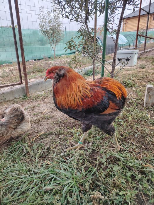 Cocosi Araucana sau 1+1