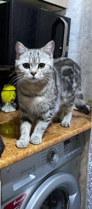 Кошка британская