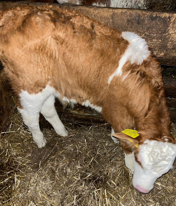 Vând vițel bălțat românesc