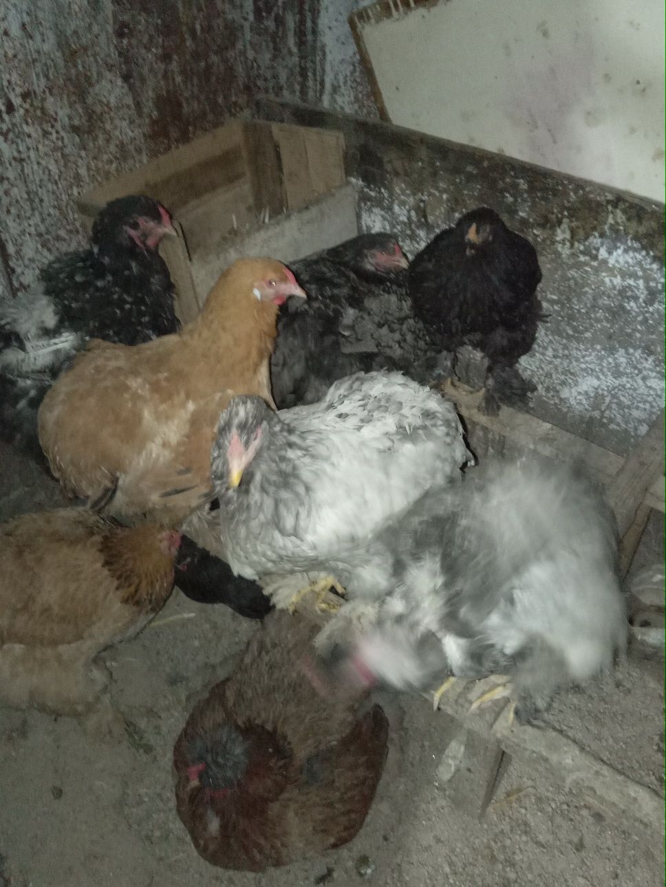 Продам яйца породы брама для разведения цыплят