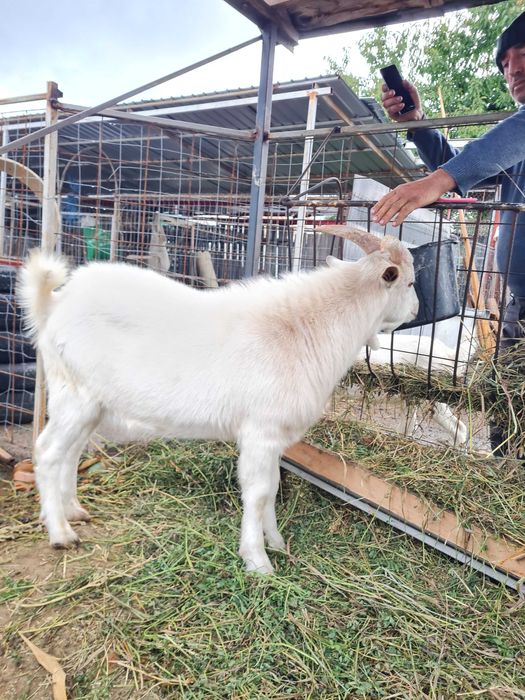 TAP  SAANEN   - tanar din  2025