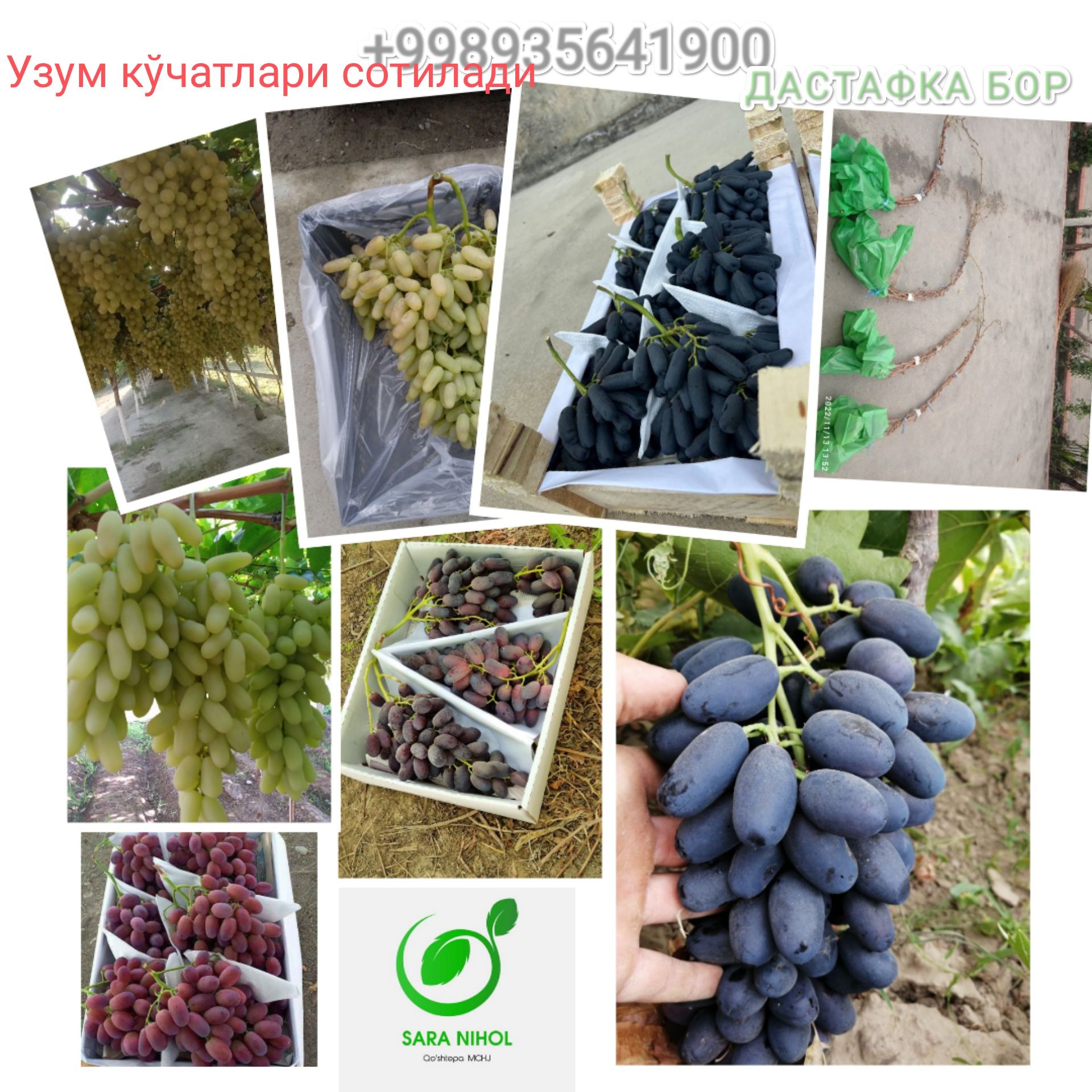 Сизларга 100% ишочли нихолларимизни таклиф қиламиз