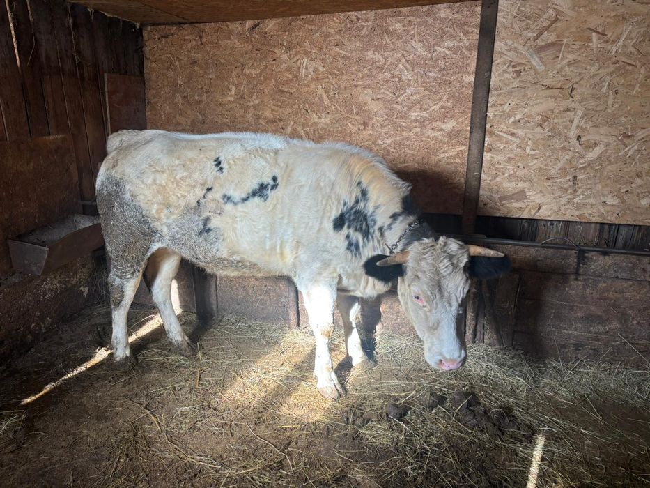 Vitei de rasă de carne !