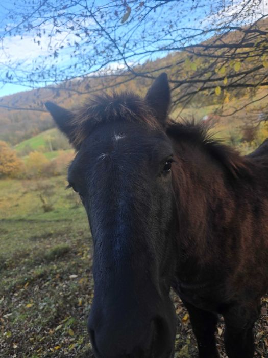 Vand manz de 5 luni jumate