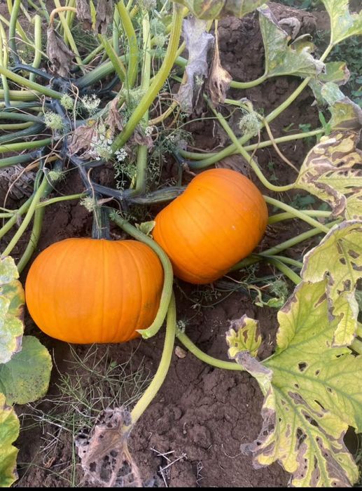 Vand dovleac / bostan de halloween