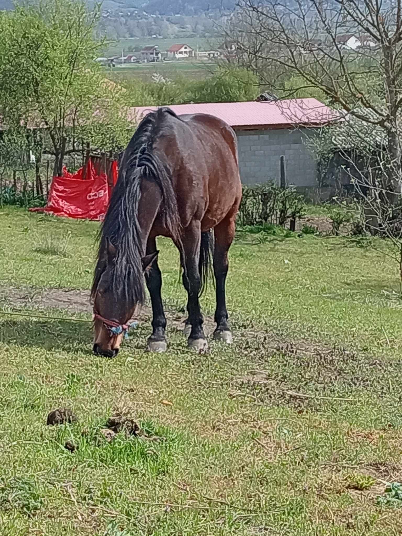 Cai de vanzare mai multe detalii la telefon