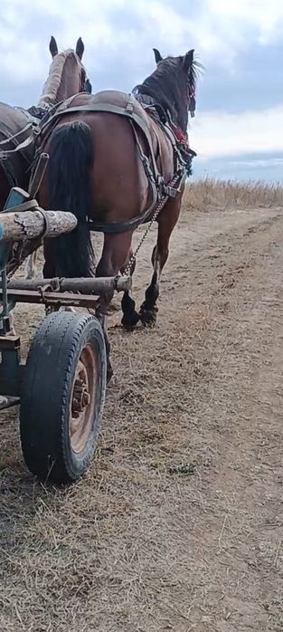 Vând 2 cai castrați
