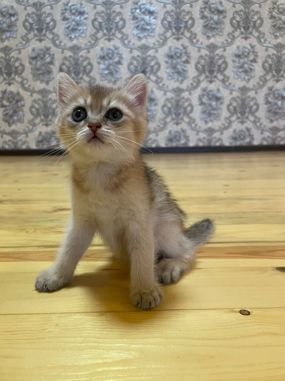 Мушук Скоттиш фолд