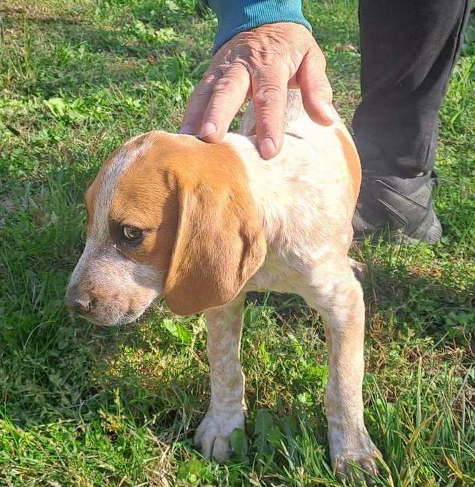 Малки ловни кучета