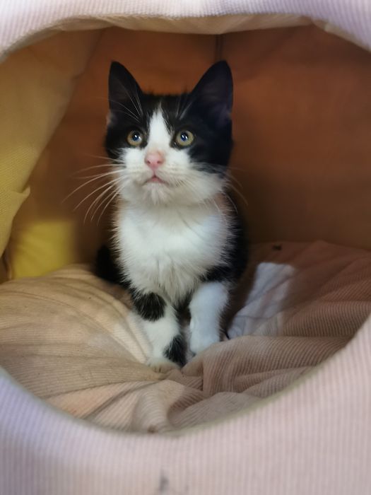 Donez (ofer spre adoptie) motanel