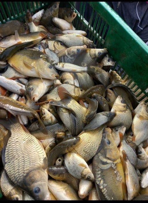 Crap romanesc de vanzare