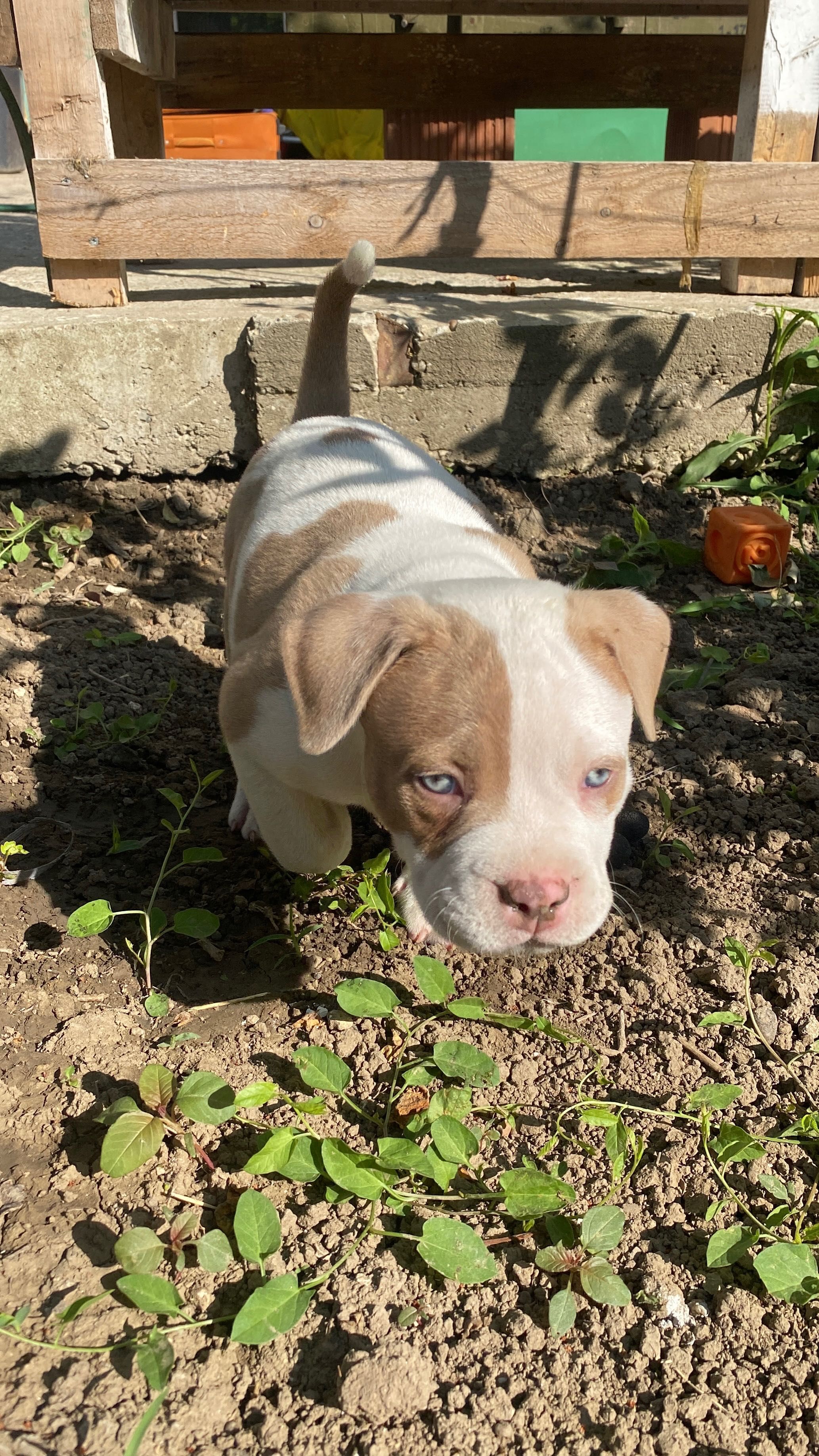 American bully pocket бебе
