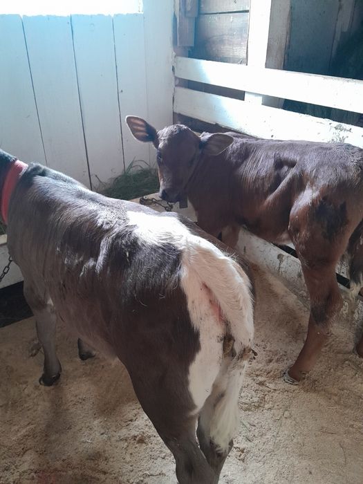 Vând doua vitele semiintarcate una bruna, cealaltă angus