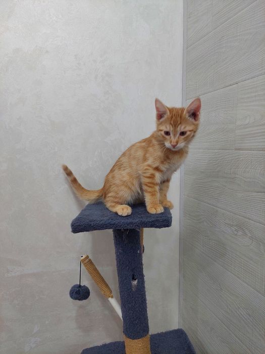 Котёнок мальчик рыжий. Ташкент