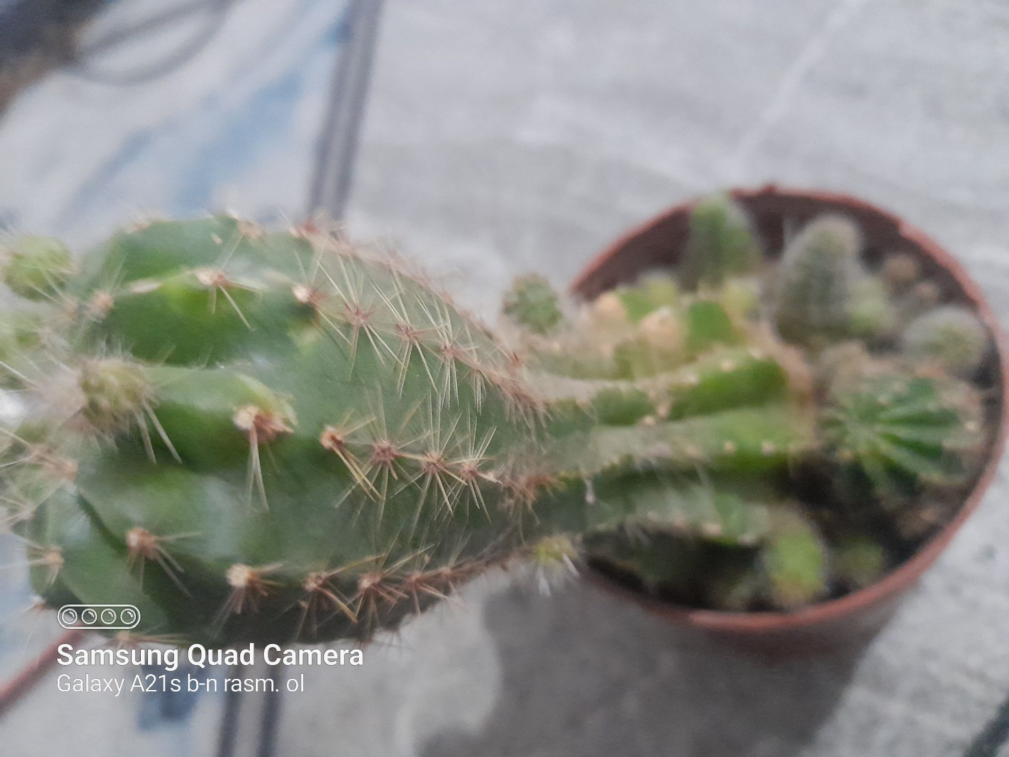 Dekarativ ustunsimon kaktus, ixcham va kõp bolali. Echinopsis kaktuz