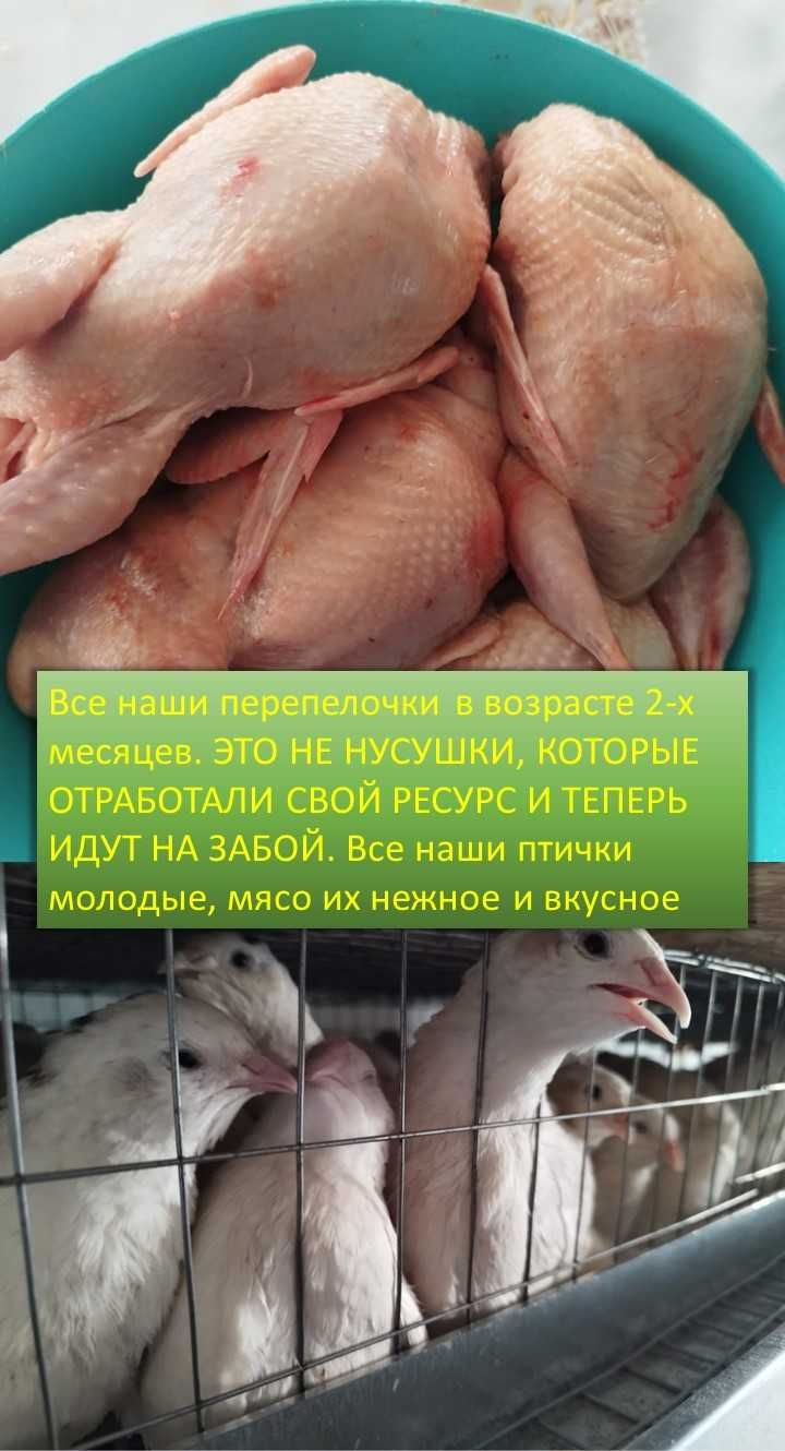 свежие перепелочки