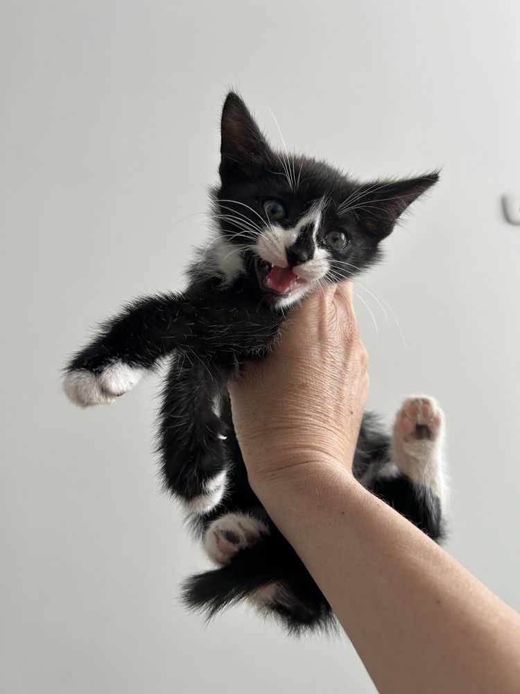 Отдам котенка в любящие руки