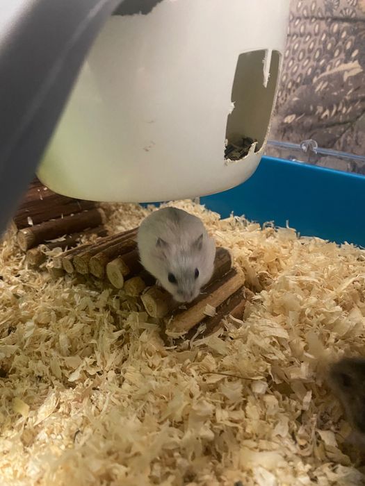 Donez pui de hamsteri blânzi și jucăuși